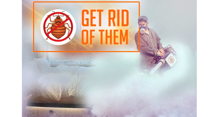 What Are Bed Bugs and How to Get Rid of Them