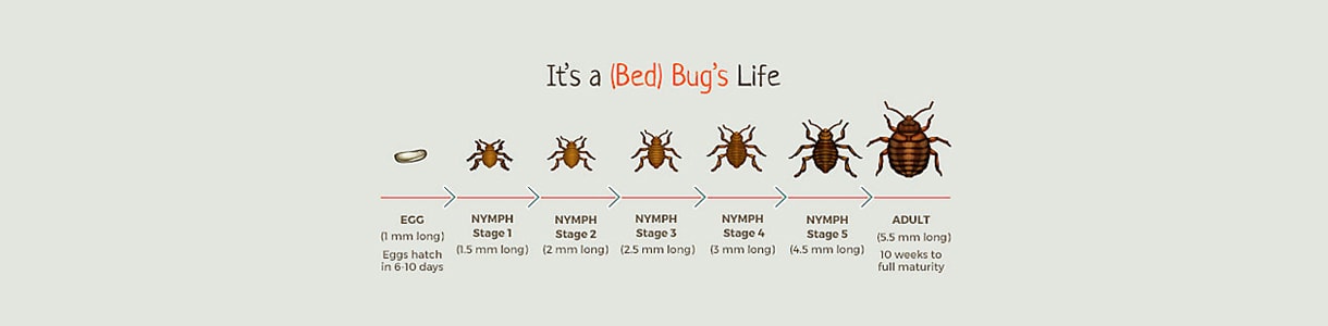 bed bug life cycle